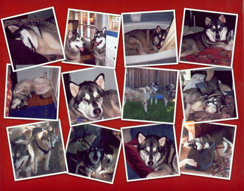 Mishka mishka