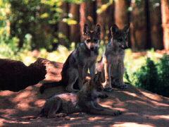 more baby wolves.jpg (14572 bytes)