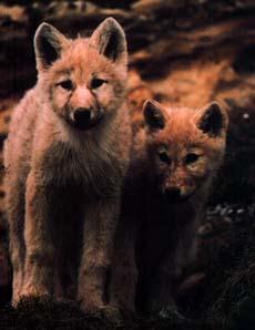 wolfpups2.jpg (11269 bytes)