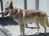 Taz Taz