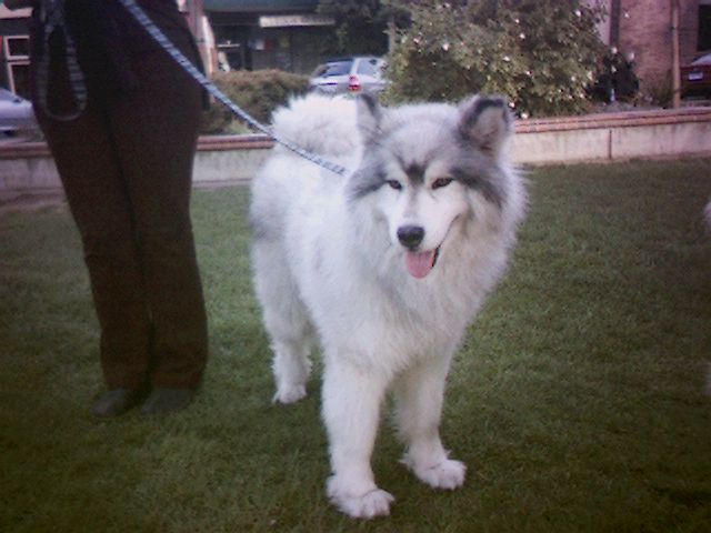 Tundra Tundra