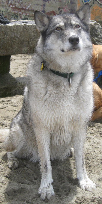 Vixen Vixen